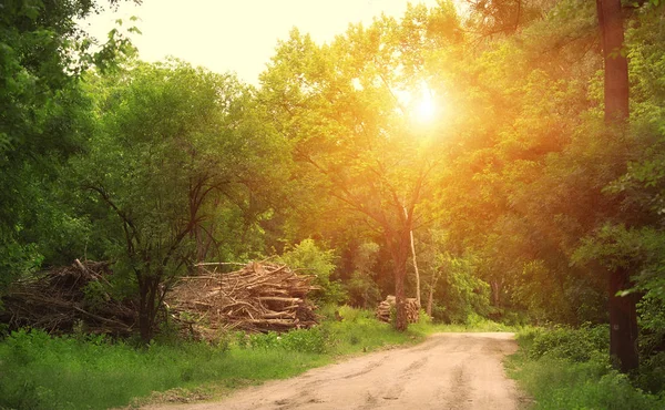 Summer Green Forest — Stock Photo, Image