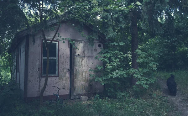 Scary wooden house in the forest