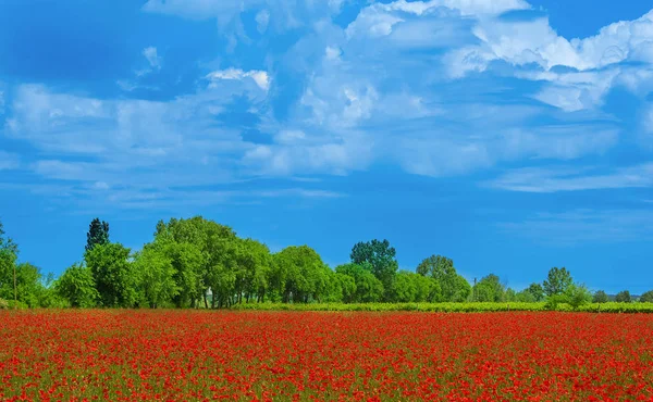 Wonderful poppy field over the blue sky