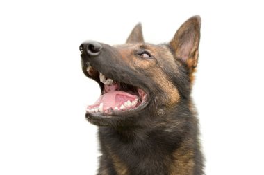 Alman çoban baş portre. İzole fotoğraf