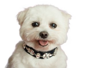 Beyaz arka plan üzerinde izole beyaz bichon bolognese köpek