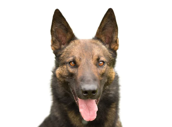 German Shepherd Head Portrait Isolated Photo — Stock Photo, Image