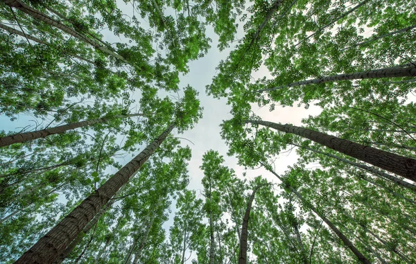 Långa Träd Skogen Underifrån — Stockfoto