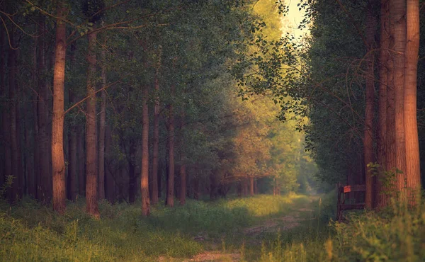 Skogslandskapet Sommardag — Stockfoto