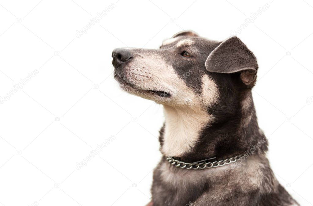 Dog portrait isolated on the white background