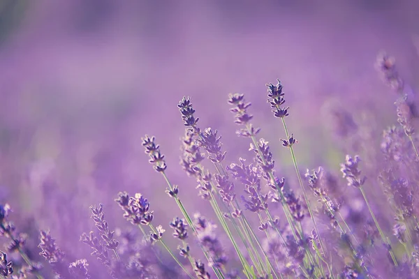 Close Foto Van Een Lavendel Veld — Stockfoto