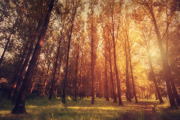 Piękny Zachód Słońca Lesie Fotografia Przyrody — Zdjęcie stockowe