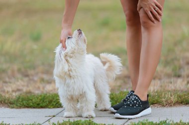 Parkta köpek insan eli okşadı