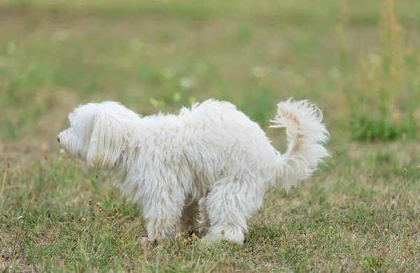 White Bichon Bolognese Dog Poops Park — Stock Photo, Image