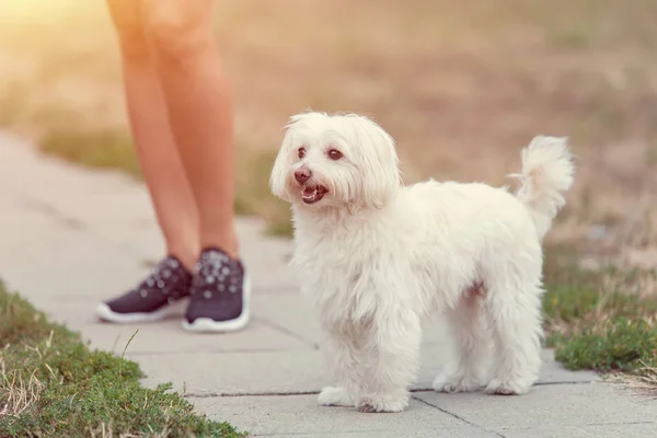 Bichon Bolognese Pies Pięknym Właściciela Parku — Zdjęcie stockowe