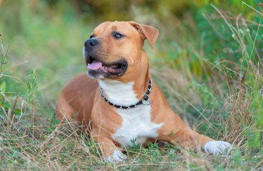 Güçlü ve güzel Amerikan staffordshire terrier portre Park