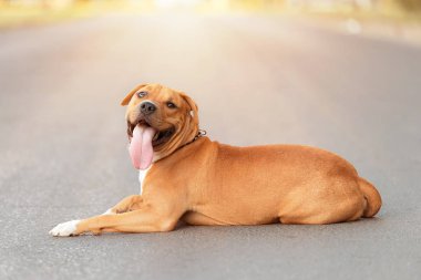 Güzel Amerikan staffordshire terrier şehrin asfalt üzerinde