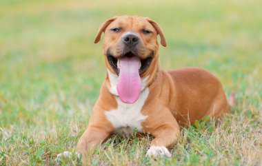Güçlü ve güzel Amerikan staffordshire terrier parkta, sakin ol
