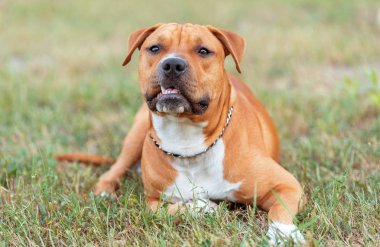 Güçlü ve güzel Amerikan staffordshire terrier parkta, sakin ol