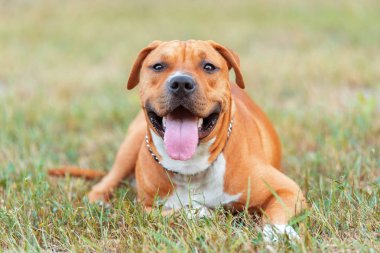 Güçlü ve güzel Amerikan staffordshire terrier parkta, sakin ol
