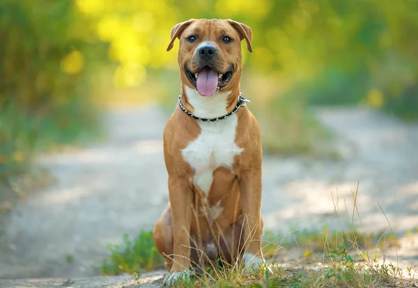 Silny Piękny Portret American Staffordshire Terrier Parku — Zdjęcie stockowe