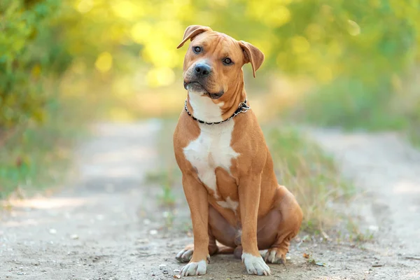 Silny Piękny Portret American Staffordshire Terrier Parku — Zdjęcie stockowe