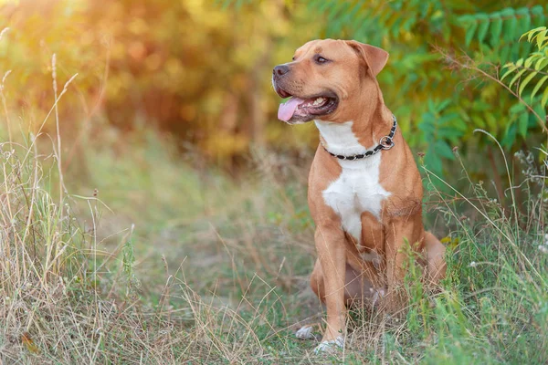 Stark Och Vacker American Staffordshire Terrier Porträtt Parken — Stockfoto