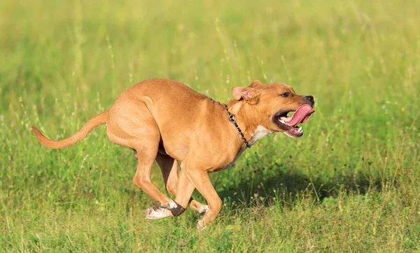American Staffordshire Terrier Parku Upalny Dzień — Zdjęcie stockowe