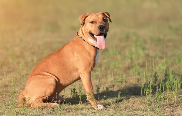Stark Och Vacker American Staffordshire Terrier Porträtt Parken — Stockfoto
