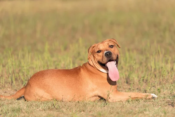 Forte Bonito Americano Staffordshire Terrier Retrato Parque — Fotografia de Stock