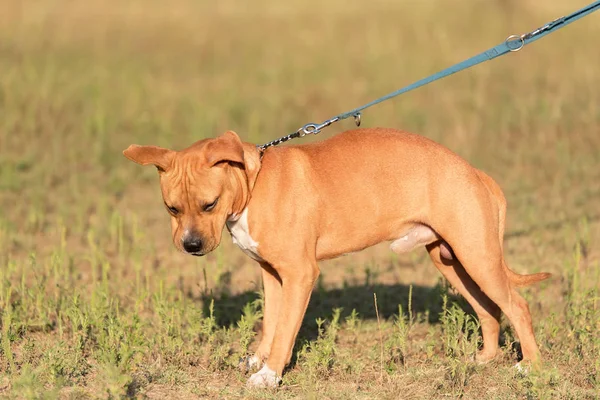 Silny Piękny Portret American Staffordshire Terrier Parku — Zdjęcie stockowe