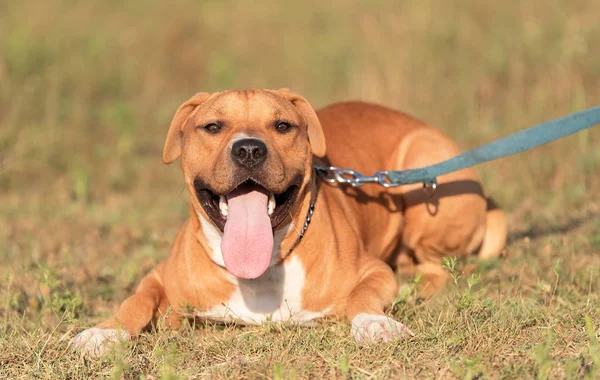 Forte Bonito Americano Staffordshire Terrier Retrato Parque — Fotografia de Stock