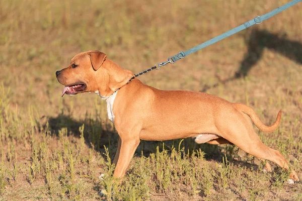 Silny Piękny Portret American Staffordshire Terrier Parku — Zdjęcie stockowe