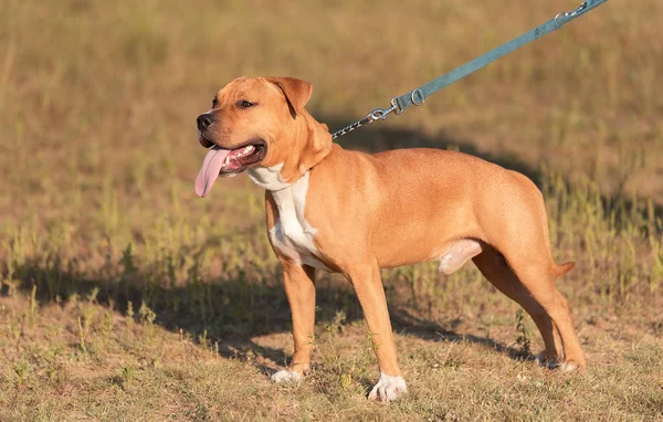 Stark Och Vacker American Staffordshire Terrier Porträtt Parken — Stockfoto