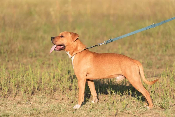 Stark Och Vacker American Staffordshire Terrier Porträtt Parken — Stockfoto