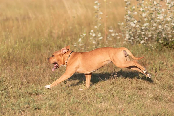 American Staffordshire Terrier Courir Dans Parc Une Journée Chaude — Photo
