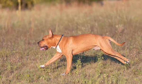 American Staffordshire Terrier Correre Nel Parco Una Giornata Calda — Foto Stock