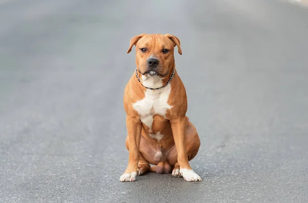 Piękny American Staffordshire Terrier Asfalcie Mieście — Zdjęcie stockowe