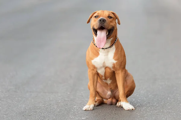 Vackra American Staffordshire Terrier Asfalten Staden — Stockfoto