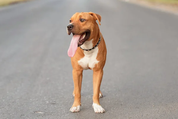 Piękny American Staffordshire Terrier Asfalcie Mieście — Zdjęcie stockowe