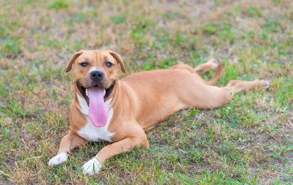 Starke Und Schöne Amerikanische Staffordshire Terrier Entspannen Park — Stockfoto