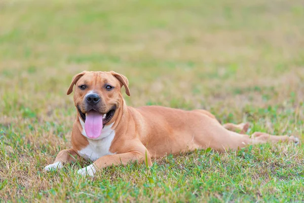 Starka Och Vackra American Staffordshire Terrier Koppla Parken — Stockfoto