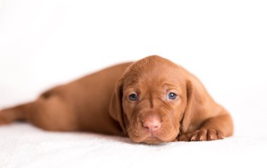 Beyaz arka plan üzerinde çok güzel Macar Vizsla köpek