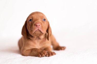 Beyaz arka plan üzerinde çok güzel Macar Vizsla köpek