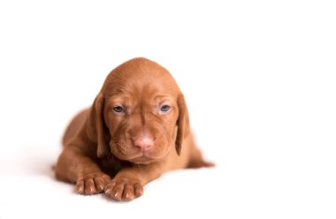 Beyaz arka plan üzerinde çok güzel Macar Vizsla köpek