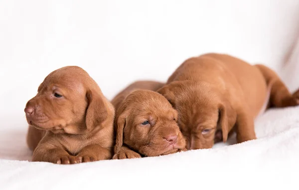 Beyaz Arka Plan Üzerinde Çok Güzel Macar Vizsla Köpekler — Stok fotoğraf