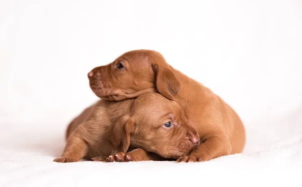 Beyaz Arka Plan Üzerinde Çok Güzel Macar Vizsla Köpekler — Stok fotoğraf