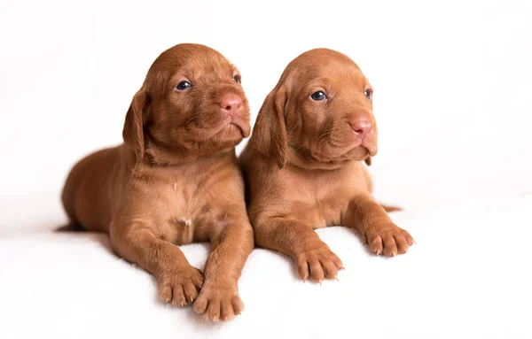 Adorável Húngaro Vizsla Cães Fundo Branco — Fotografia de Stock