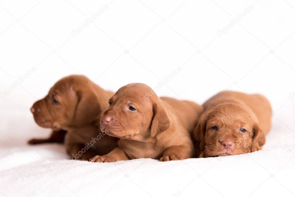 Adorable hungarian Vizsla dogs on the white background