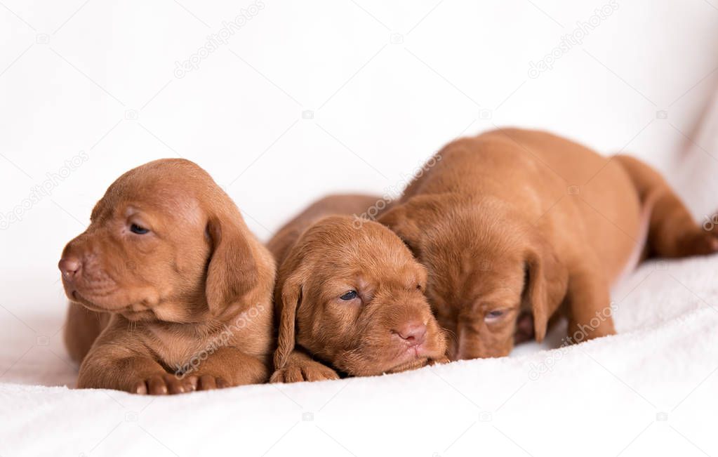 Adorable hungarian Vizsla dogs on the white background