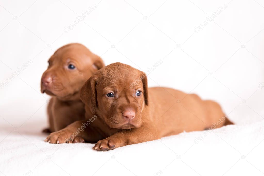 Adorable hungarian Vizsla dogs on the white background