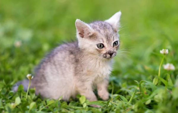 Bedårande Ung Katt Den Gröna Parken Närbild Foto — Stockfoto