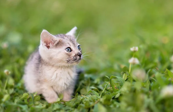 Bedårande Ung Katt Den Gröna Parken Närbild Foto — Stockfoto