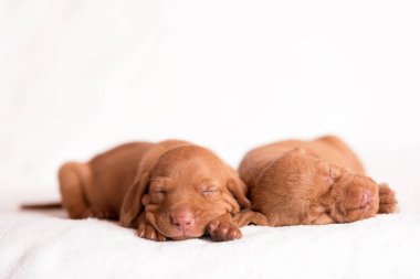 Beyaz arka plan üzerinde çok güzel Macar Vizsla köpekler