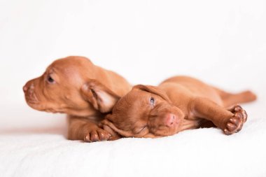 Beyaz arka plan üzerinde çok güzel Macar Vizsla köpekler